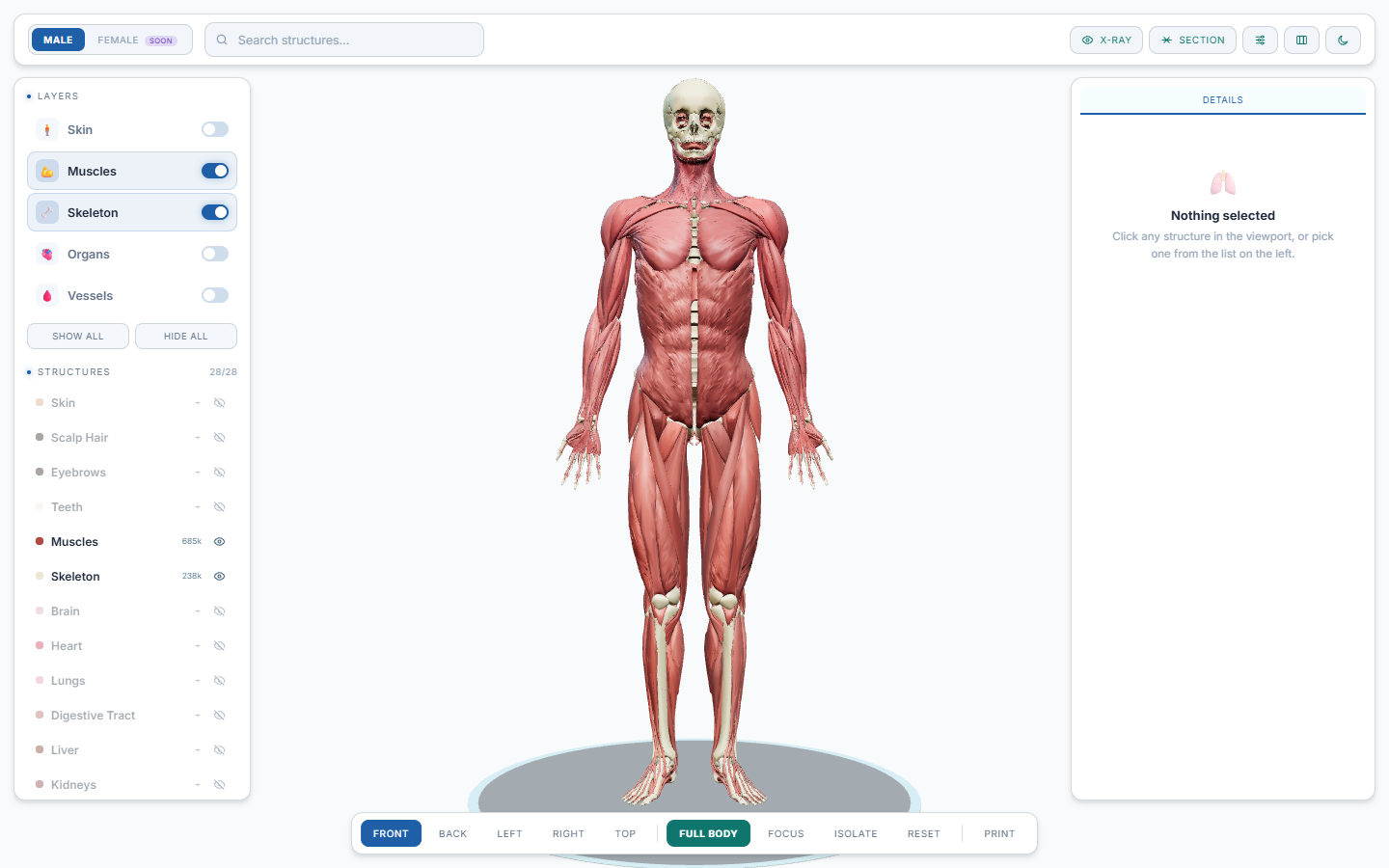 Full-body view — muscle and skeletal layers shown together